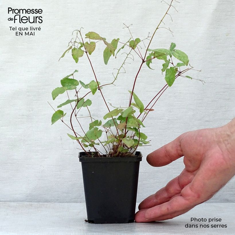 Epimedium davidii - Barrenwort 8/9 cm pot sample as delivered in spring