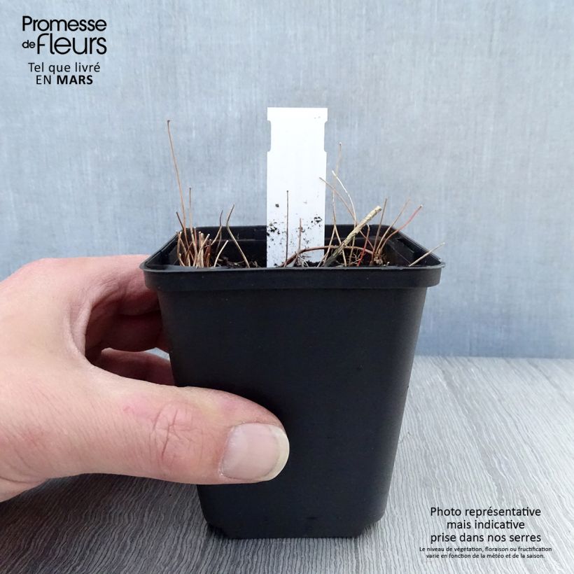 Epimedium elongatum - Barrenwort 8/9 cm pot sample as delivered in spring