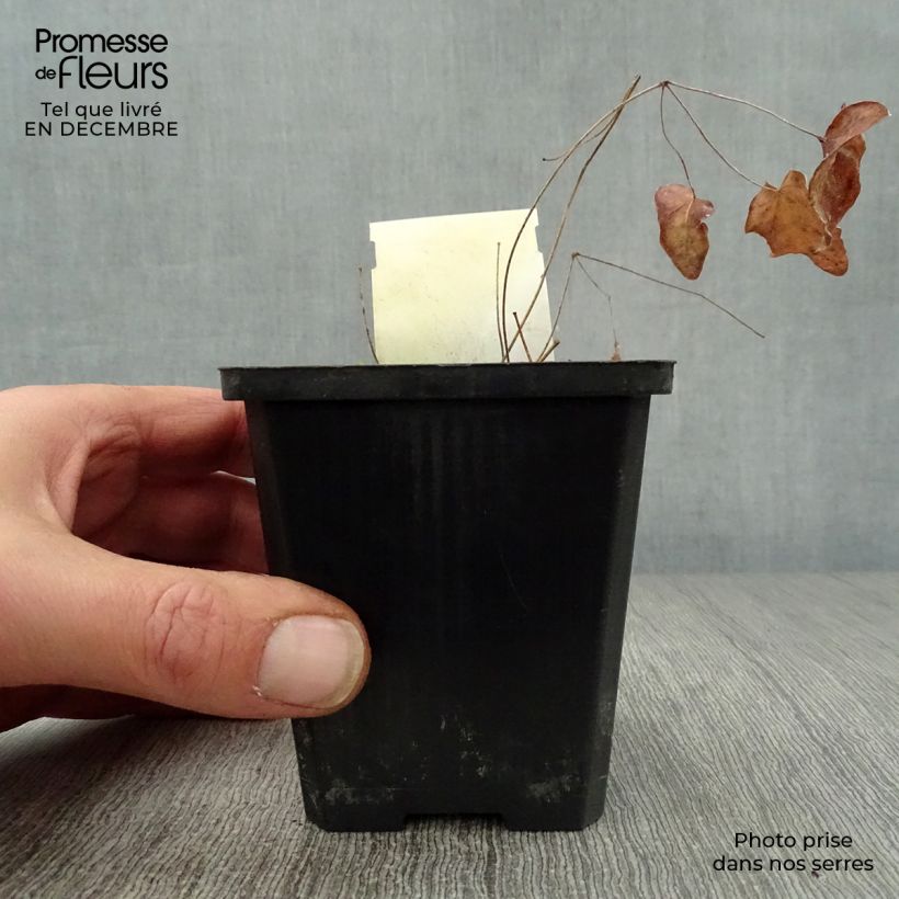 Epimedium grandiflorum Akebono - Fairy Wings 8/9 cm pot sample as delivered in winter