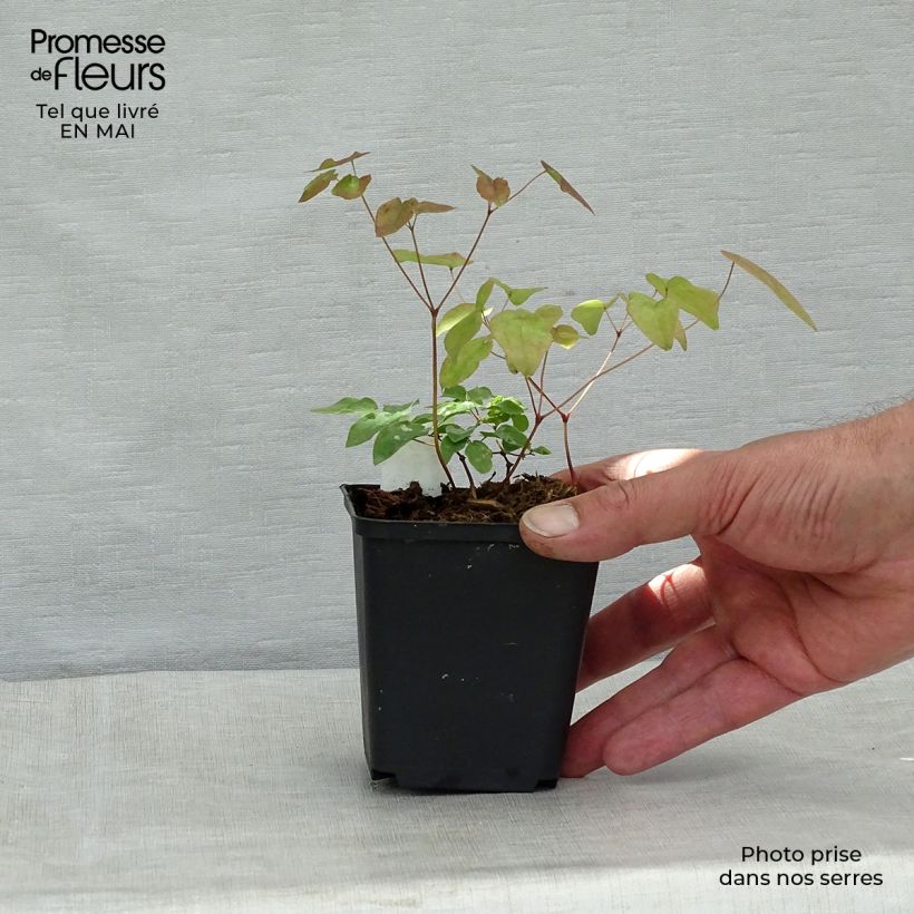 Epimedium grandiflorum - Fairy Wings 8/9 cm pot sample as delivered in spring