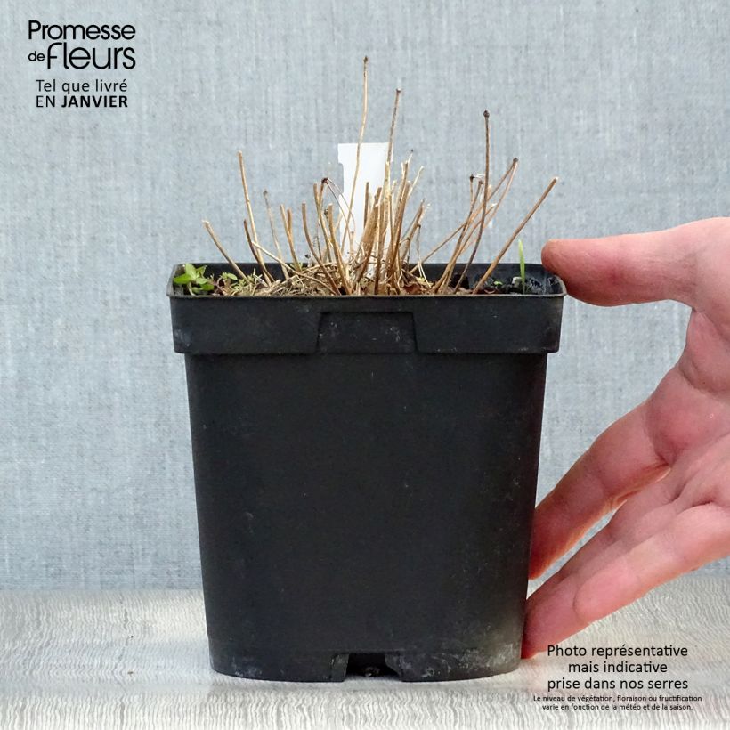 Epimedium grandiflorum Lilafee - Fairy Wings 2L/3L pot sample as delivered in winter