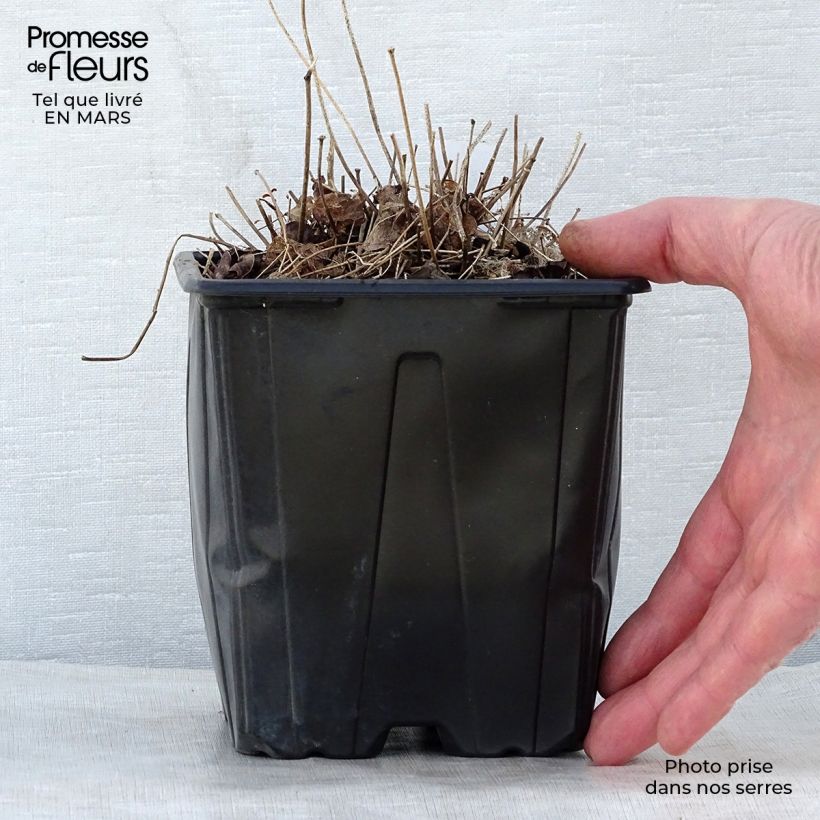 Epimedium grandiflorum Lilafee - Fairy Wings 2L/3L pot sample as delivered in spring