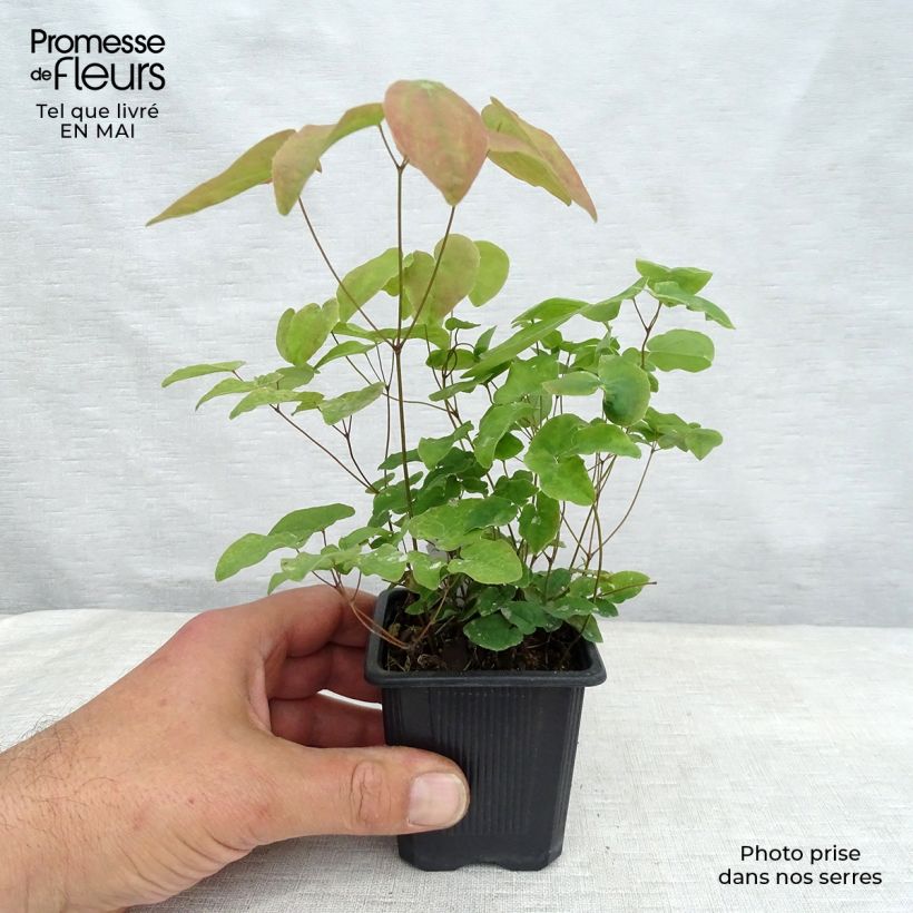 Epimedium grandiflorum Lilafee - Fairy Wings 8/9 cm pot sample as delivered in spring