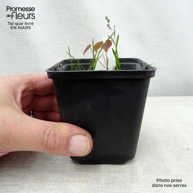 Epimedium grandiflorum Purple Pixie - Fairy Wings 8/9 cm pot sample as delivered in spring