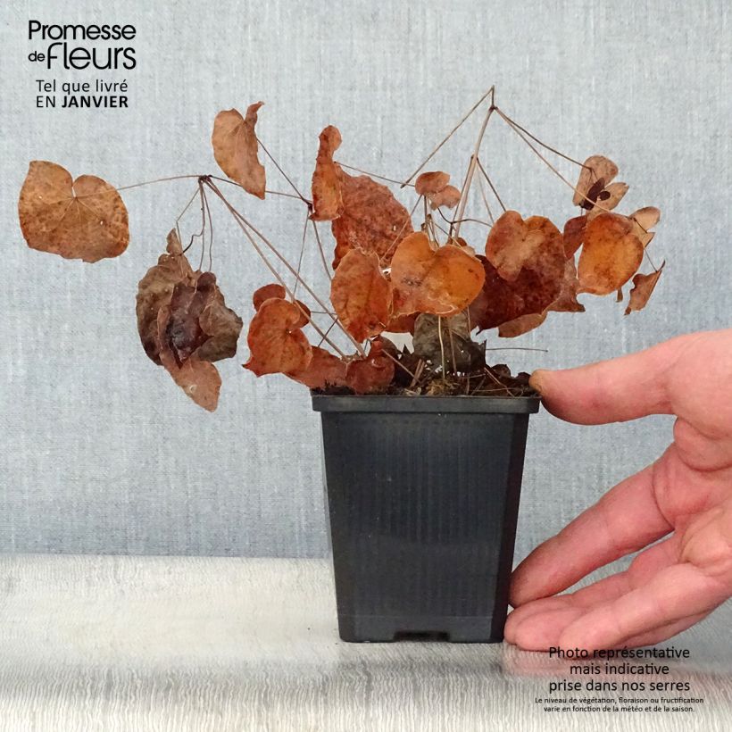 Epimedium grandiflorum Purple Pixie - Fairy Wings 8/9 cm pot sample as delivered in winter