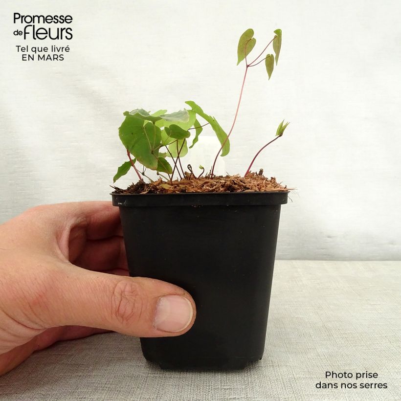 Epimedium Pink Elf - Barrenwort 8/9 cm pot sample as delivered in spring