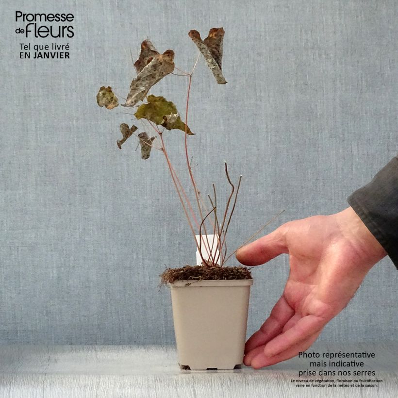 Epimedium Pink Elf - Barrenwort 8/9 cm pot sample as delivered in winter