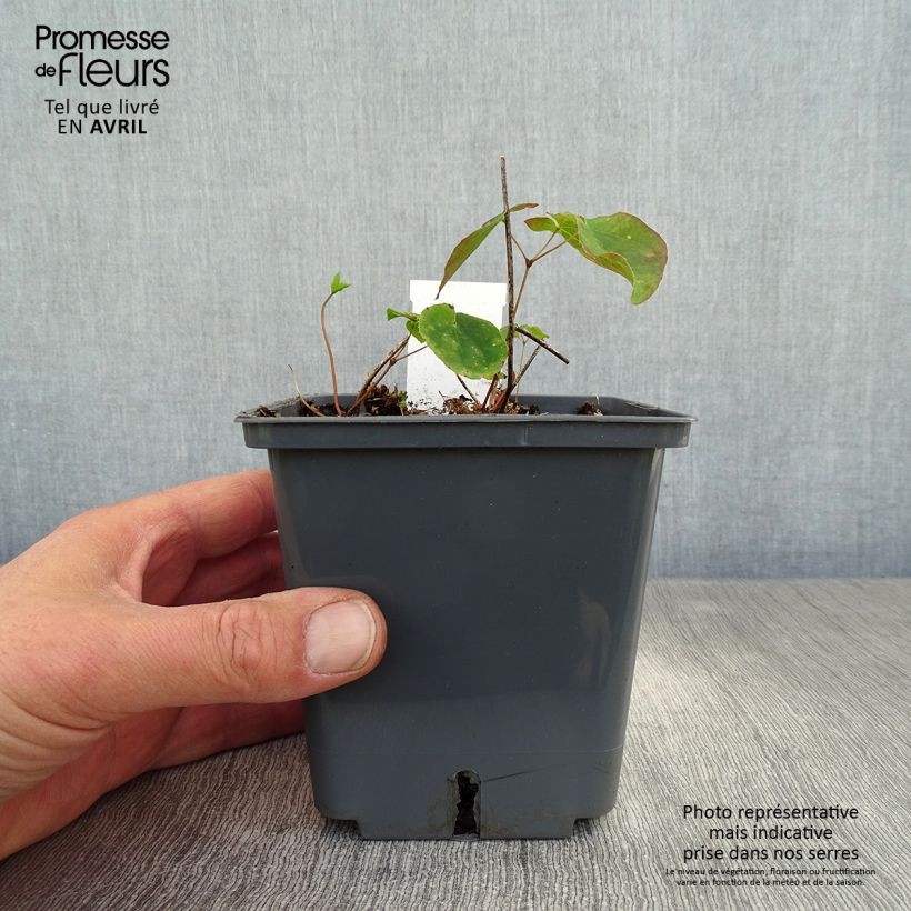 Epimedium grandiflorum Pretty in Pink - Fairy Wings 1L/1.5L pot sample as delivered in spring