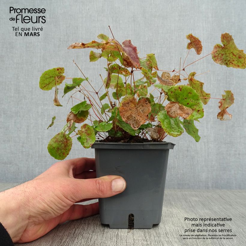 Epimedium platypetalum Sunny and Share - Barrenwort 1L/1.5L pot sample as delivered in winter