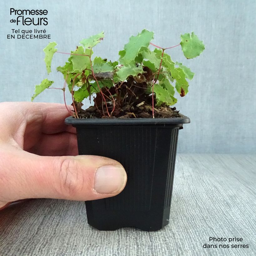Epimedium pauciflorum - Barrenwort 8/9 cm pot sample as delivered in winter