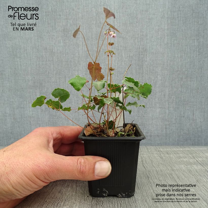 Epimedium pauciflorum - Barrenwort 8/9 cm pot sample as delivered in spring