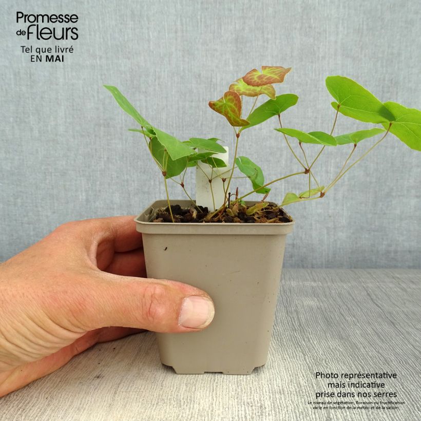 Epimedium pinnatum subsp. colchicum Black Sea - Barrenwort 8/9 cm pot sample as delivered in spring