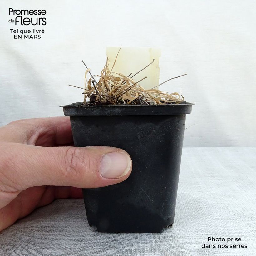 Epimedium x rubrum - Barrenwort 8/9 cm pot sample as delivered in winter