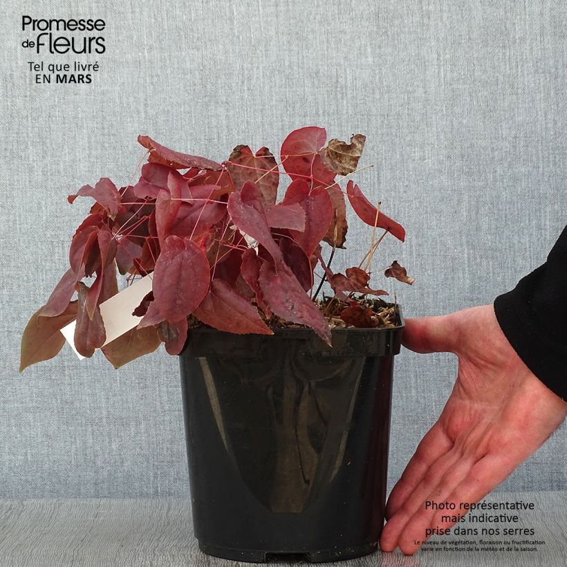 Epimedium x rubrum - Barrenwort 2L/3L pot sample as delivered in winter