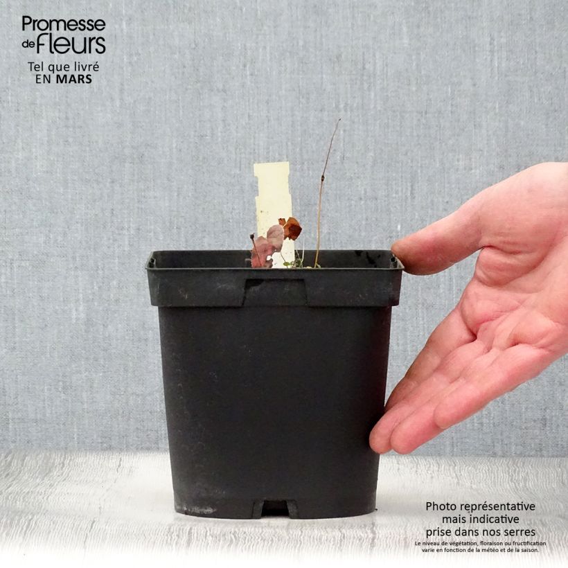 Epimedium x rubrum - Barrenwort 2L/3L pot sample as delivered in spring