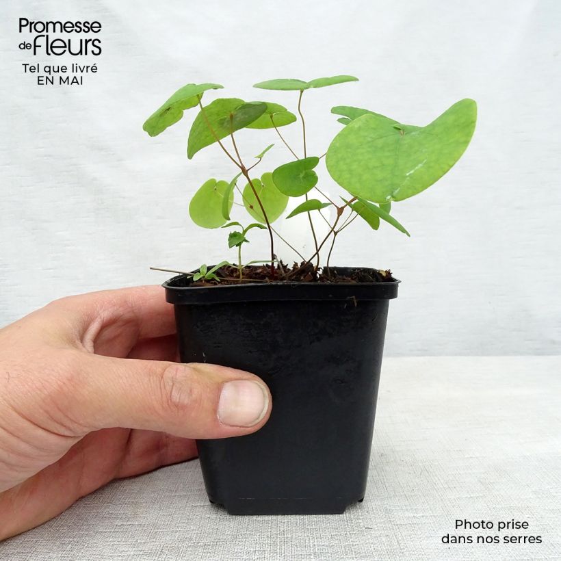 Epimedium rubrum Galadriel - Barrenwort 8/9 cm pot sample as delivered in spring