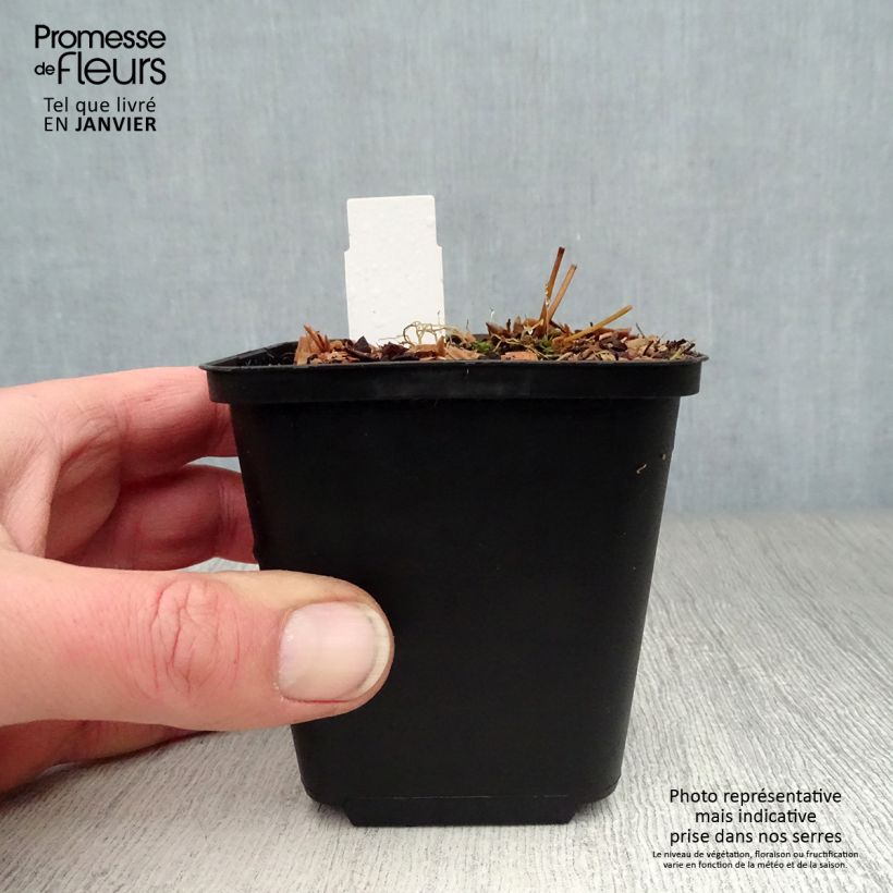 Epimedium rubrum Galadriel - Barrenwort 8/9 cm pot sample as delivered in winter