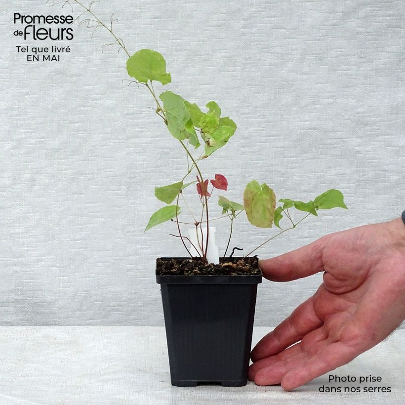 Epimedium stellulatum Wudang Star - Barrenwort 8/9 cm pot sample as delivered in spring