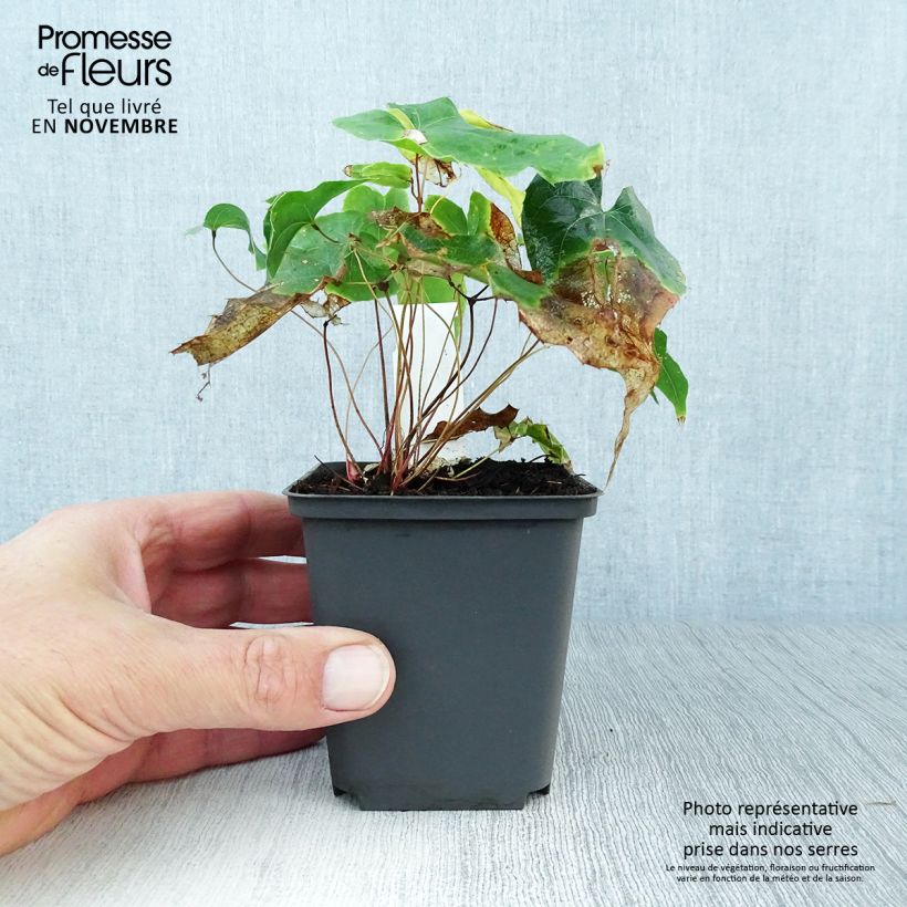 Epimedium stellulatum Wudang Star - Barrenwort 8/9 cm pot sample as delivered in autumn