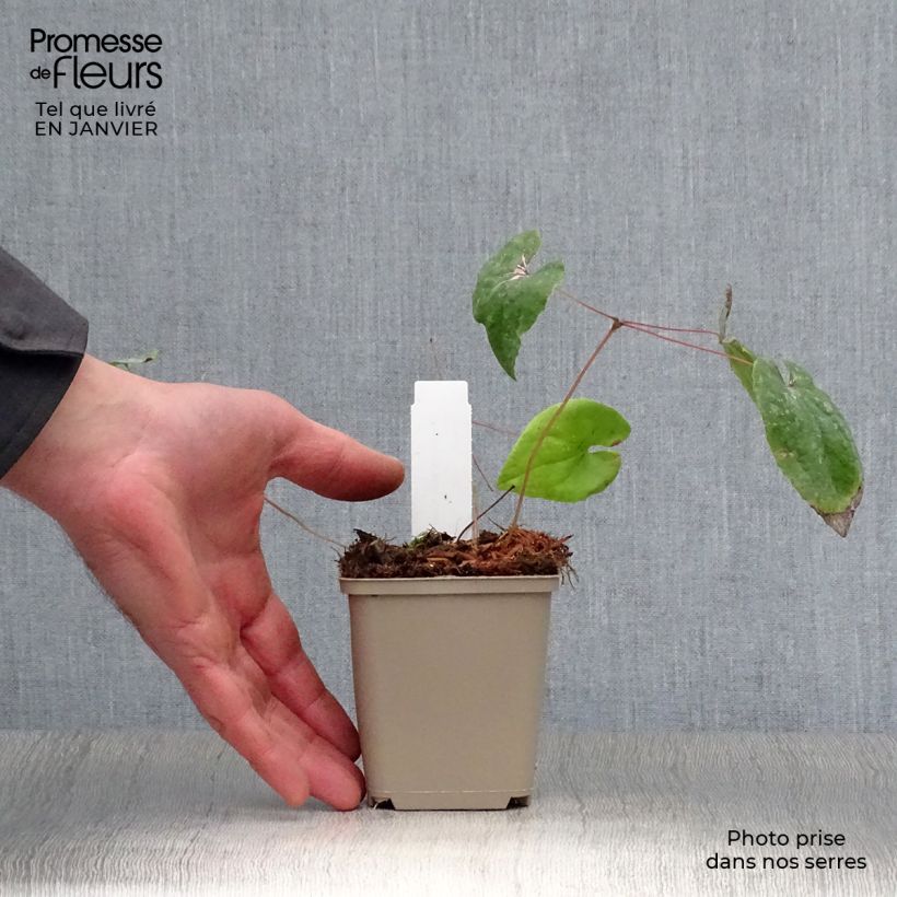 Epimedium x warleyense Ellen willmott - Barrenwort 8/9 cm pot sample as delivered in winter