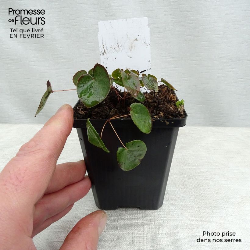 Epimedium x versicolor Sulphureum - Barrenwort 7/8 cm pot sample as delivered in winter