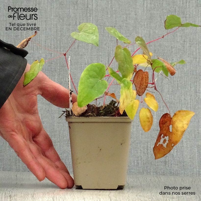 Epimedium x youngianum Merlin - Barrenwort 8/9 cm pot sample as delivered in winter