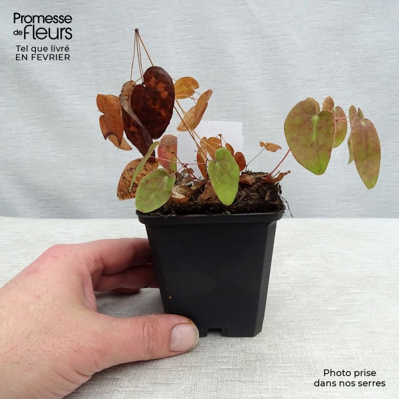Epimedium x youngianum Niveum - Barrenwort 8/9 cm pot sample as delivered in winter
