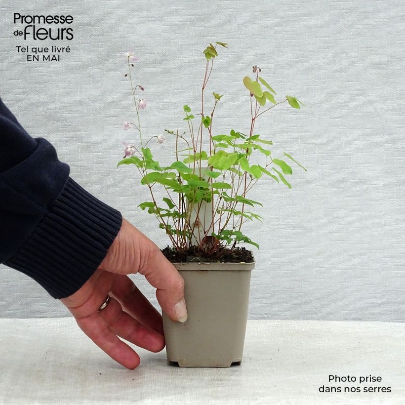 Epimedium x youngianum Roseum - Barrenwort 8/9 cm pot sample as delivered in spring