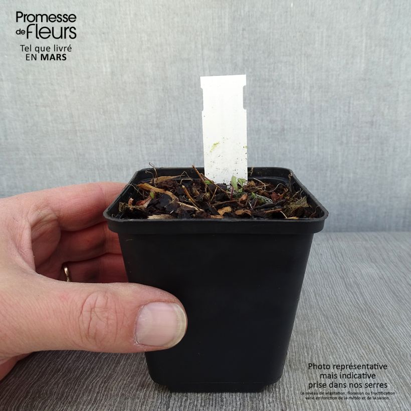 Epimedium x youngianum Yenomoto - Barrenwort 8/9 cm pot sample as delivered in winter