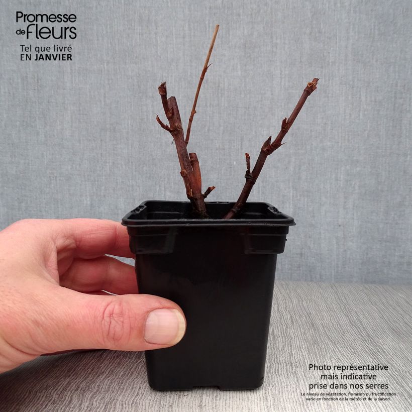 Tall Buckwheat - Fagopyrum dibotrys 8/9 cm pot sample as delivered in winter