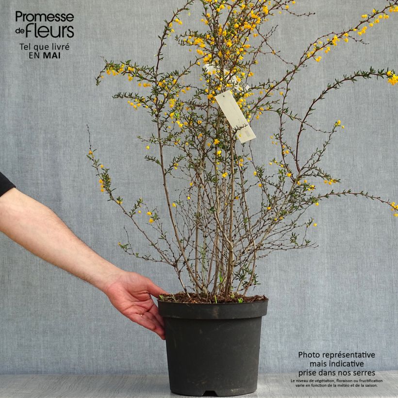 Berberis x stenophylla - Barberry 7.5L/10L pot sample as delivered in spring
