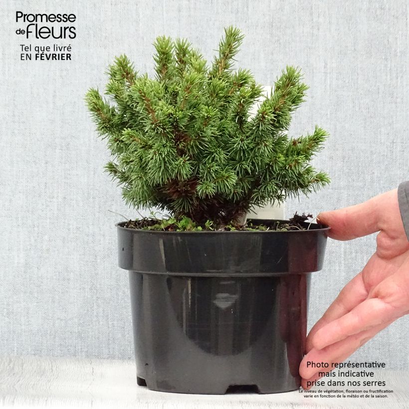 Picea glauca Alberta Globe - White Spruce 2L/3L pot sample as delivered in winter