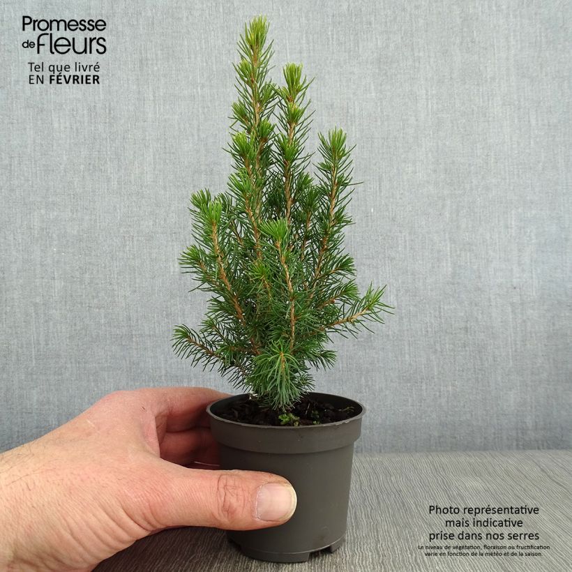 White spruce - Picea glauca Daisys White 8/9 cm pot sample as delivered in winter