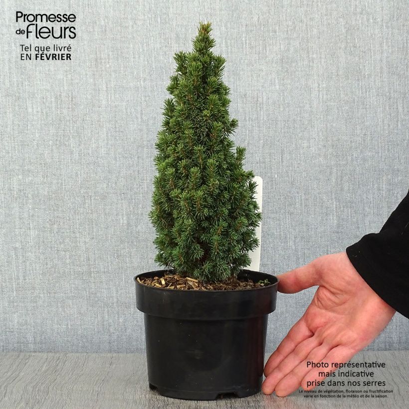 Picea glauca Piccolo - White Spruce 2L/3L pot sample as delivered in winter
