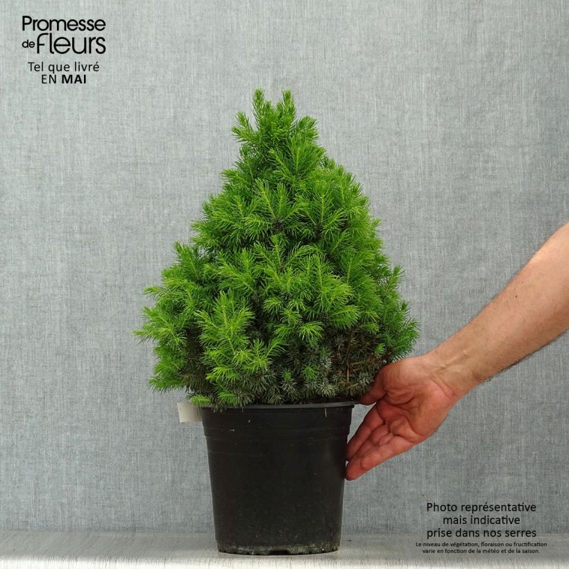 Picea glauca Sanders Blue - White Spruce 4L/5L pot sample as delivered in spring