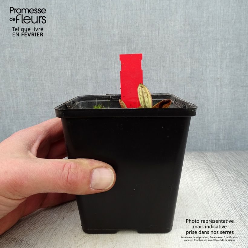 Epipactis palustris - Marsh helleborine 1L/1.5L pot sample as delivered in winter