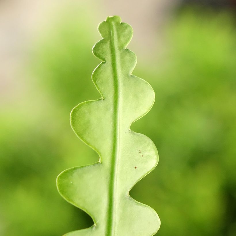 Fishbone cactus - Epiphyllum anguliger (Foliage)
