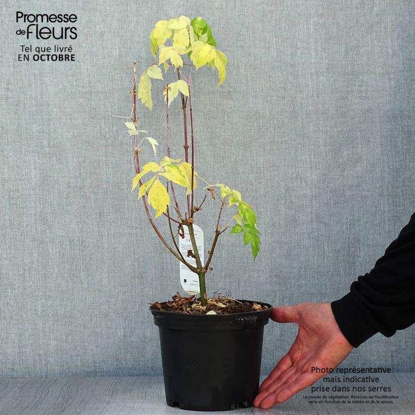 Acer negundo Kellys Gold - Maple 3L/4L pot sample as delivered in autumn