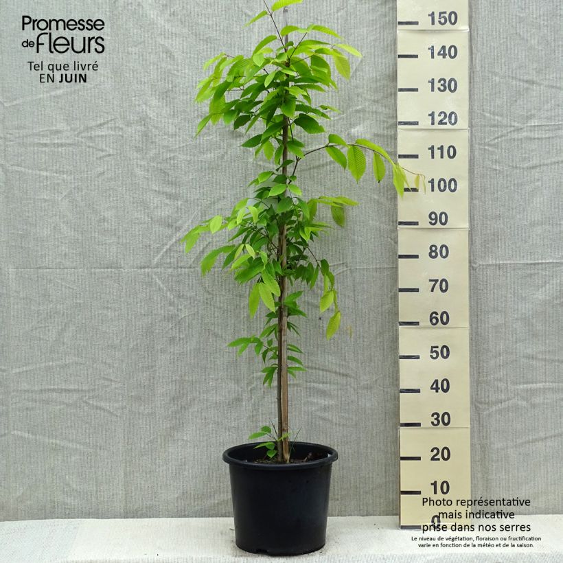 Acer carpinifolium - Maple 7.5L/10L pot, Sapling sample as delivered in spring