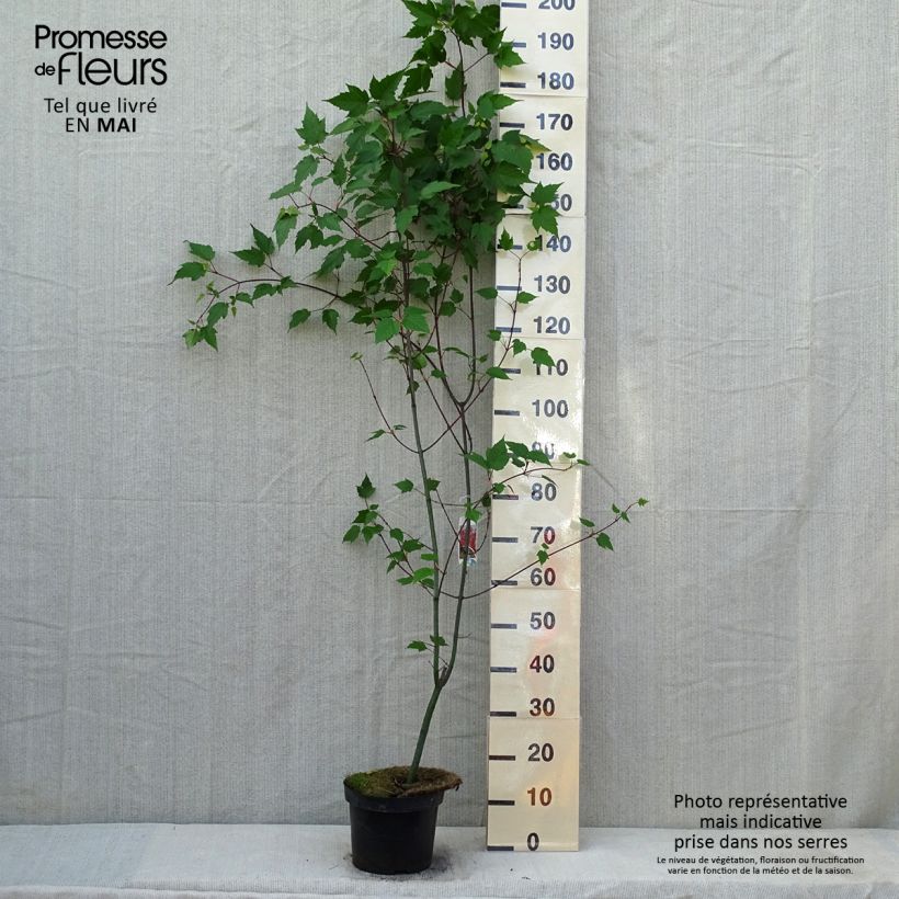 Acer capillipes - Maple 7.5L/10L pot, Sapling sample as delivered in spring