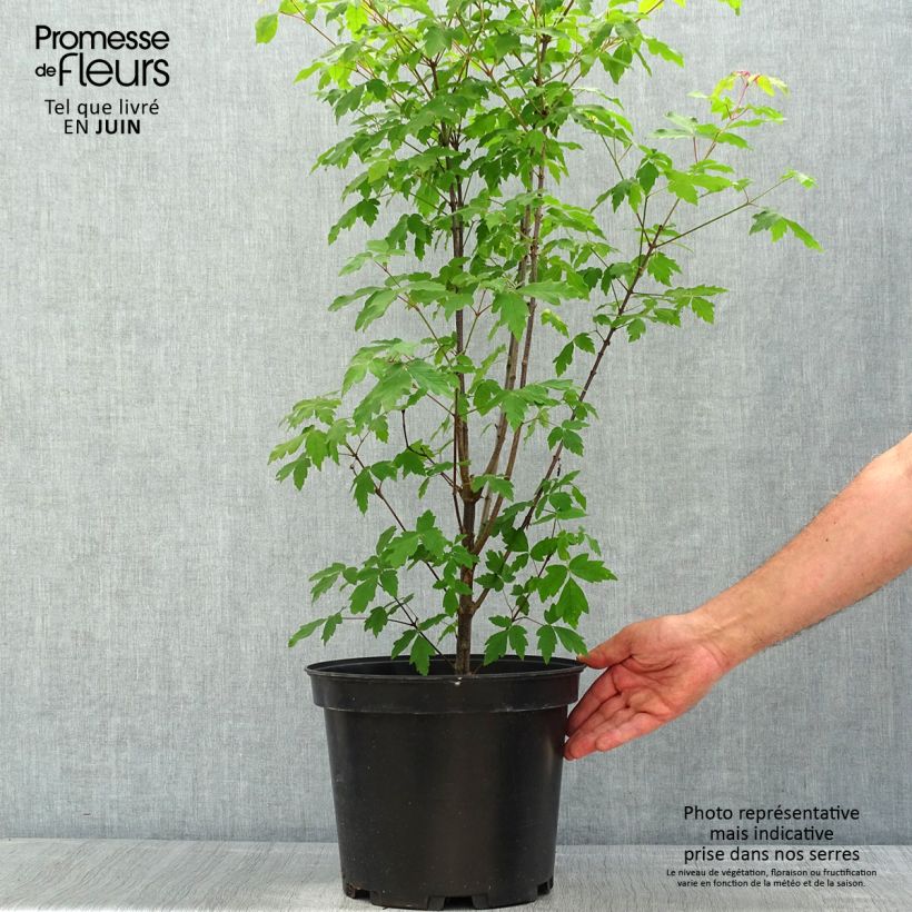 Acer griseum - Paperbark Maple - Maple 7.5L/10L pot sample as delivered in spring