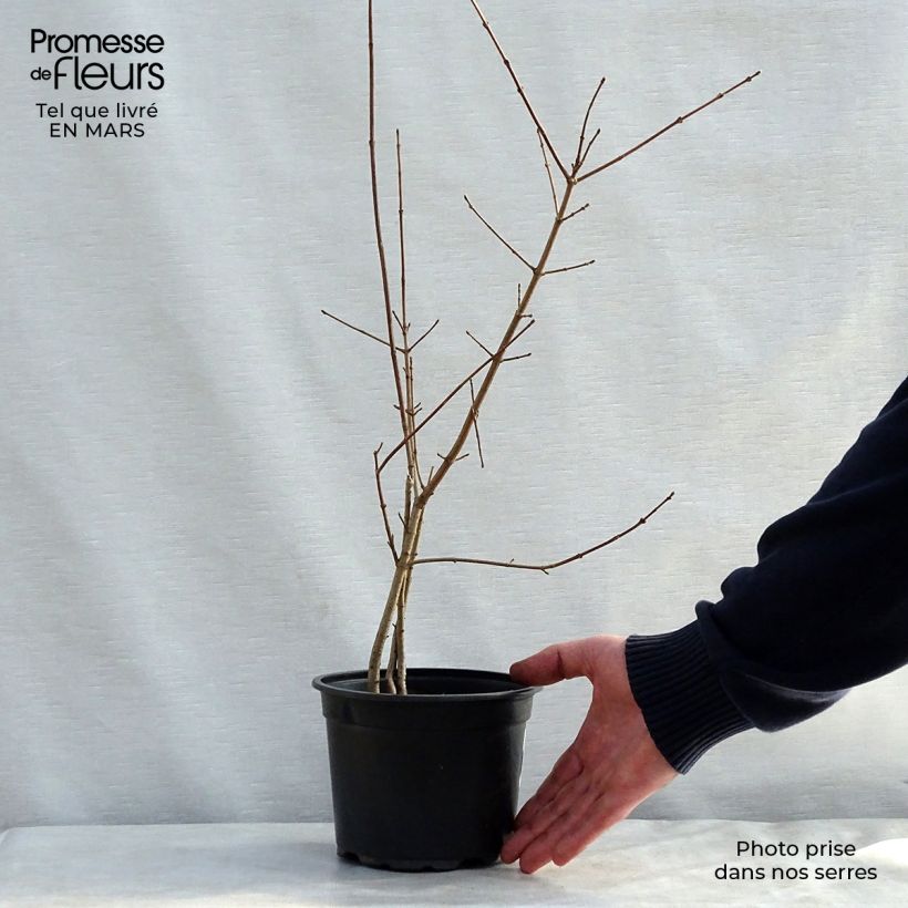 Acer campestre - Maple 2L/3L pot sample as delivered in spring