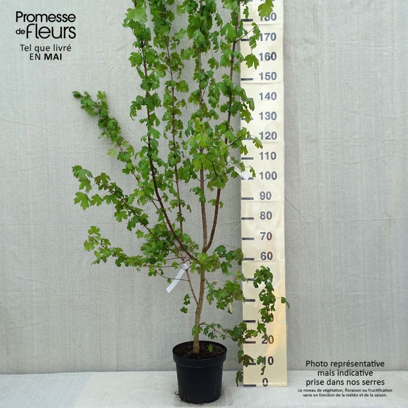 Acer campestre - Maple 4L/5L pot sample as delivered in spring