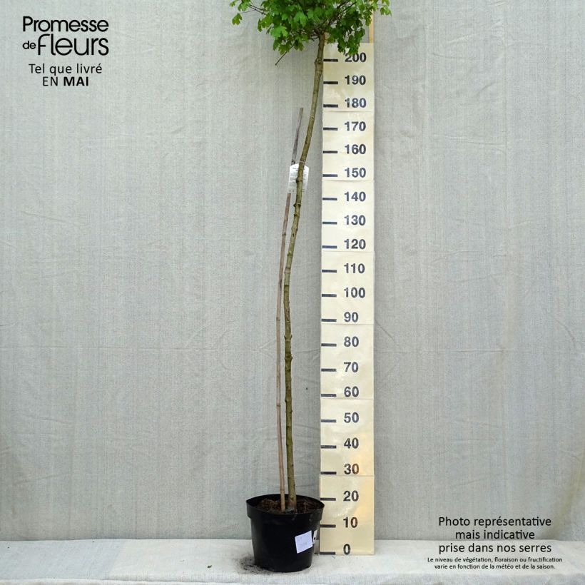 Acer campestre Nanum - Maple 20L/25L pot sample as delivered in spring