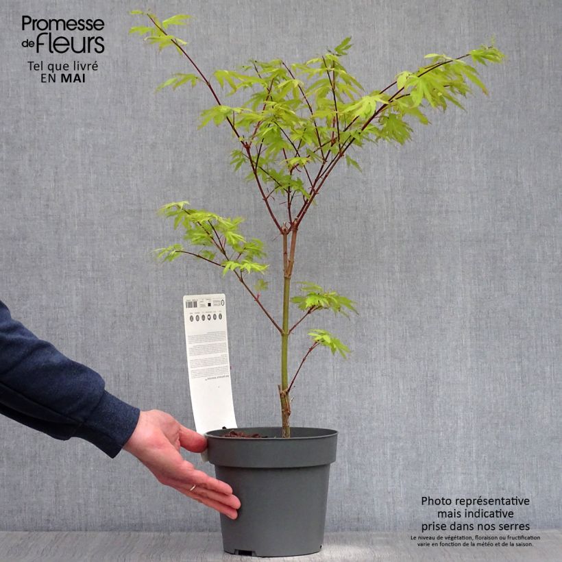 Acer palmatum Anne Irene - Japanese Maple 2L/3L pot sample as delivered in spring