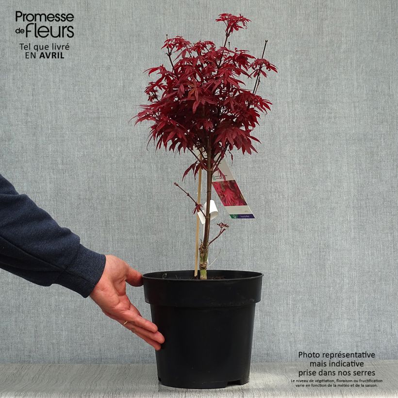 Acer palmatum Brandt’s Dwarf - Japanese Maple 4L/5L pot sample as delivered in spring