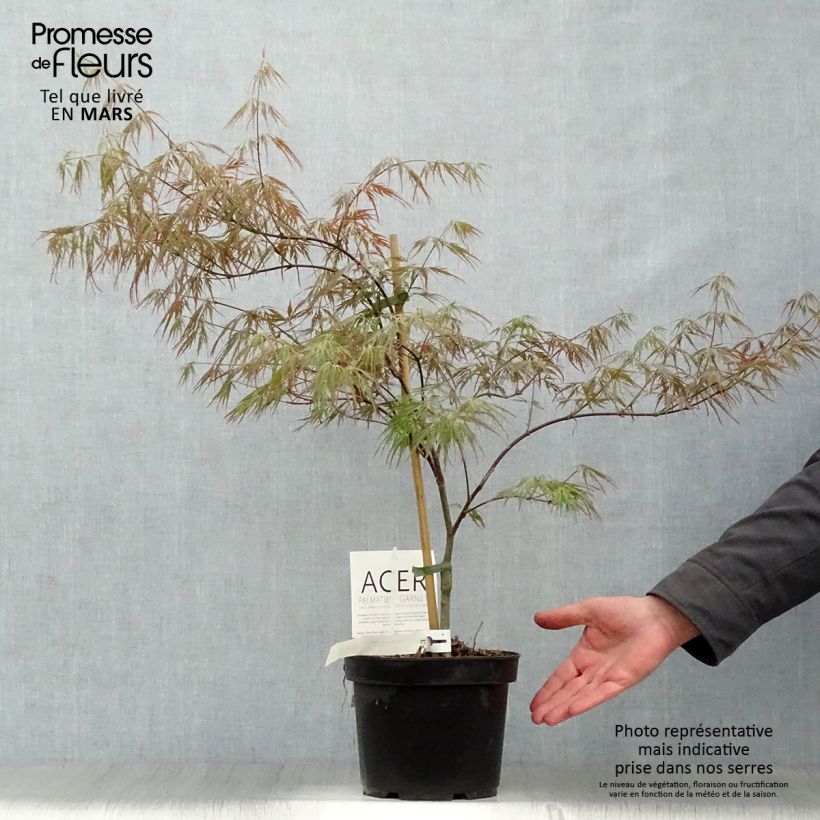 Acer palmatum Dissectum Garnet - Japanese Maple 3L/4L pot sample as delivered in spring