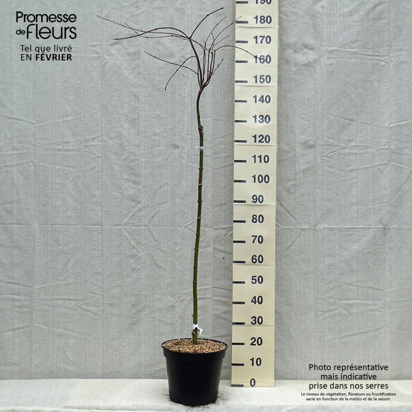 Acer palmatum Tamukeyama - Japanese Maple 7.5L/10L pot sample as delivered in winter