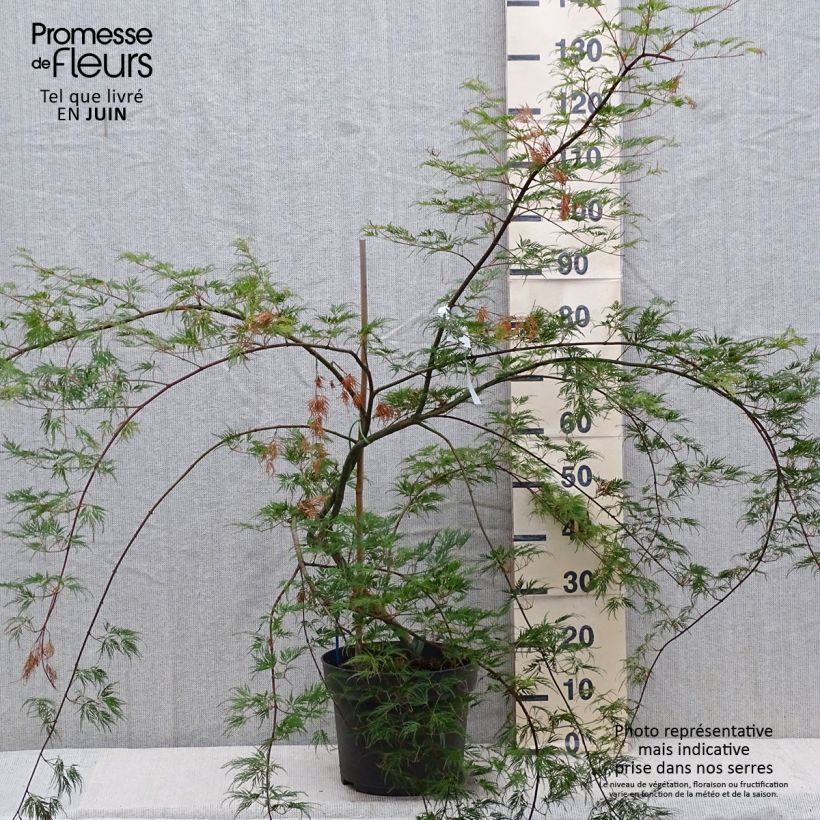 Acer palmatum var. dissectum Emerald Lace - Japanese Maple 7.5L/10L pot sample as delivered in summer