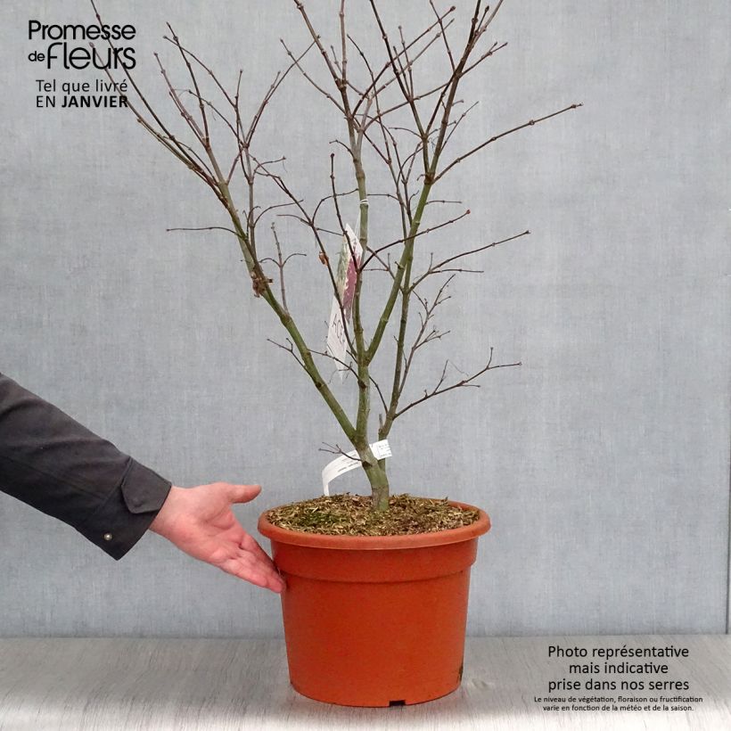 Acer palmatum Osakazuki - Japanese Maple 7.5L/10L pot sample as delivered in winter